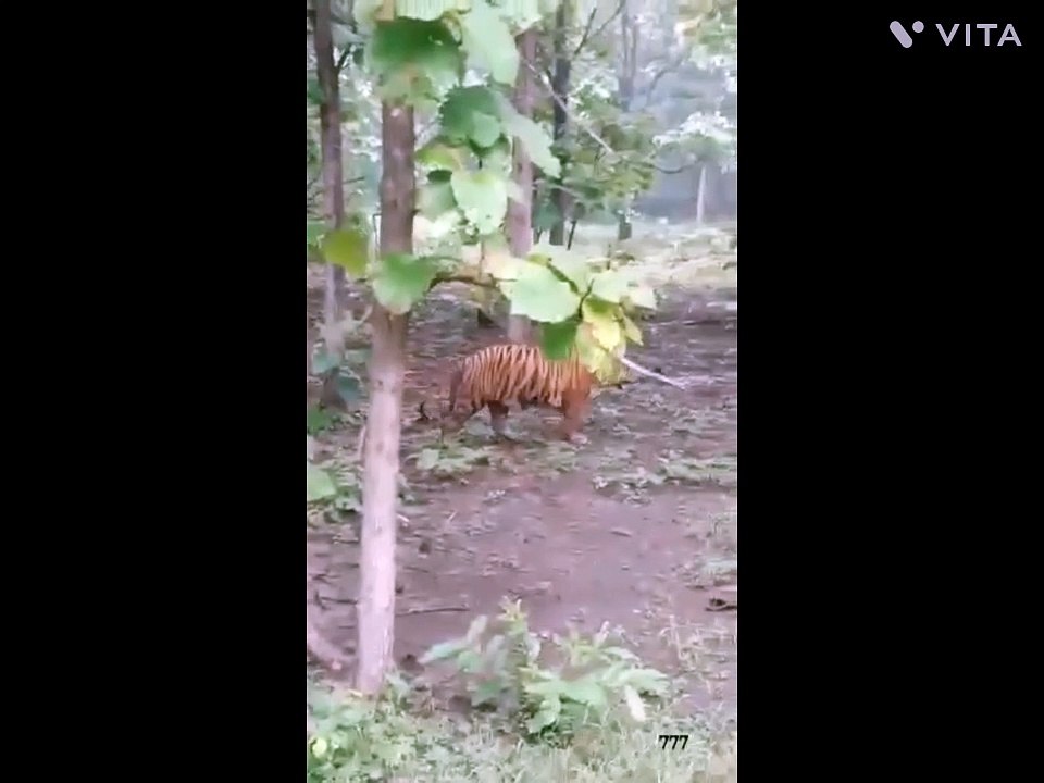 छत्तीसगढ़ से भटककर सोनभद्र पंहुचा आदमखोर बाघ, बाघ की दहाड़ से दहशत में ग्रामीण