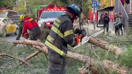 Un hombre sali´ó ileso luego de que la rama de un árbol cayó sobre su vehículo afuera de CUCEI