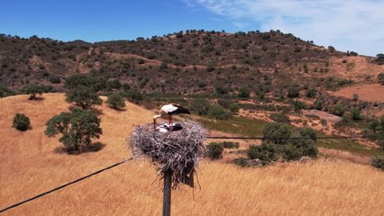 Las cigüeñas ya no migran a África