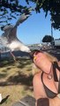 Mom Accidently Feeds Seagulls From Her Mouth