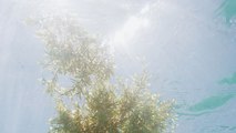Massive Blob Of Stinky Seaweed Has Its Sights Set On Florida    Again
