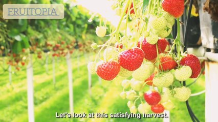 Amazing Strawberries With The Hydroponic Method