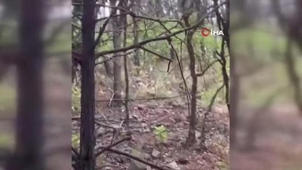 Meksika'da orman yangınları nedeniyle acil durum ilan edildi