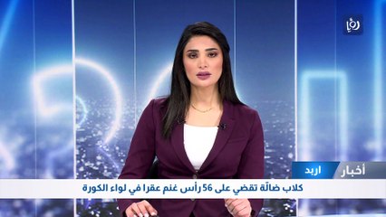 كلاب ضالّة تقضي على 56 رأس غنم عقرا بلواء الكورة في اربد