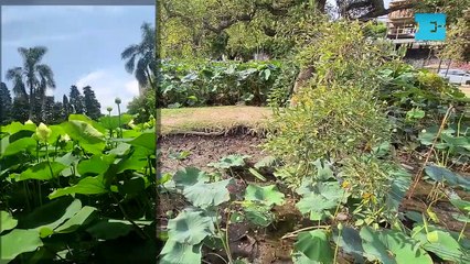 De la pesca de un gran sábalo a la sequía en la laguna Parque Saavedra