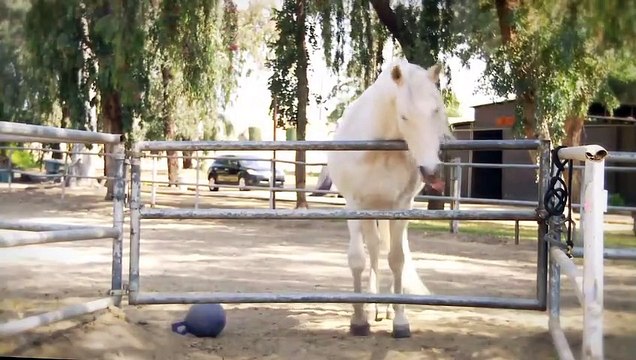 Impatient Horse - The Pet Collective Launching April 24th