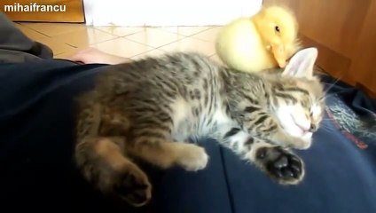 My Cute Duckling And Kitten Sleeping Together [ORIGINAL]