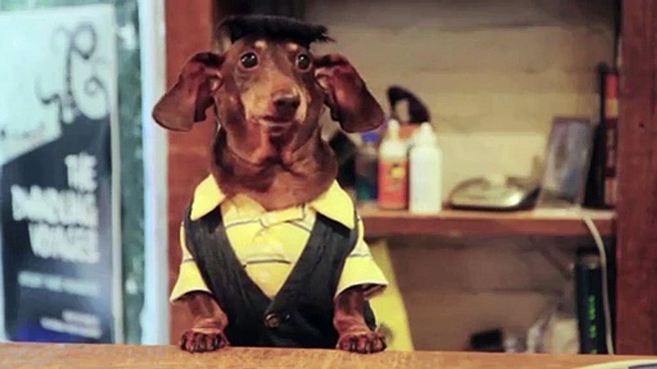 Dachshund's Creek