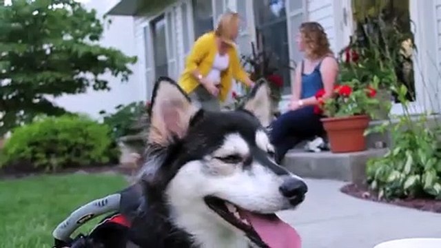 Derby the dog_ Running on 3D Printed Prosthetics