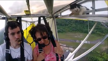 Remove cat before flight