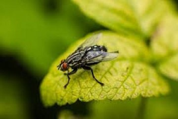 Médico infectologista explica o que é a Virose da Mosca e se doença pode causar morte
