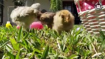 Easter Pets   Adorable Pet Compilation (Funny)