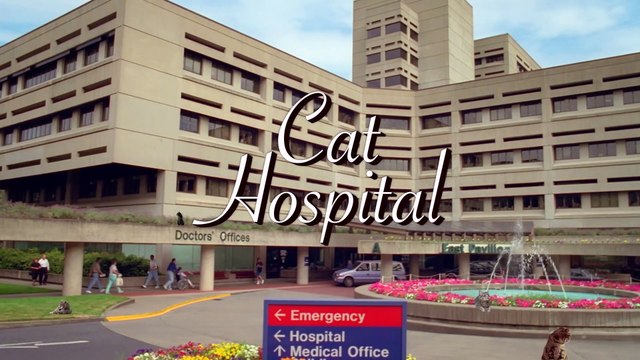 Cat Soap Opera _ Mark Douglas of Barely Productions Has A Field Day