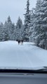 Encountering Moose Tracks On The Road