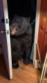 Polite Bear Closes Door When Asked