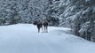 Encountering Moose Tracks On The Road