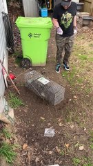 Man Screams When Releasing Raccoon