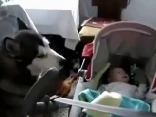 Dog helps baby stop crying