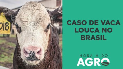 Vaca louca: preço da carne bovina vai cair para o consumidor final? | HORA H DO AGRO