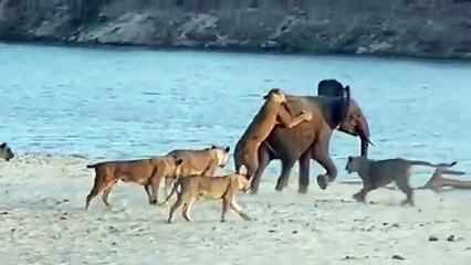 Young elephant survives attack by 14 Lions