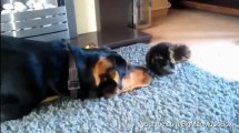 Dogs Annoying Cats with Their Friendship