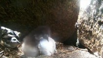 Puffin Chick Eating a Butterfish