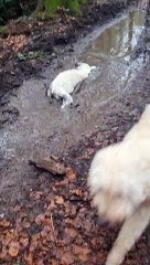 Fluffy White Dog Lays in Mud Puddle to Owner's Dismay