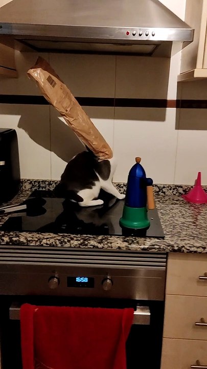Cat Gets Head Stuck in Bread Bag