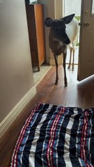 Puppy Greets Deer at the Door