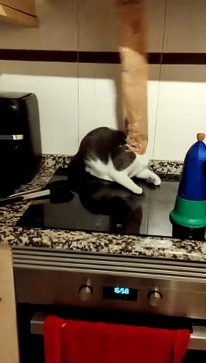 Cat Gets Head Stuck in Bread Bag