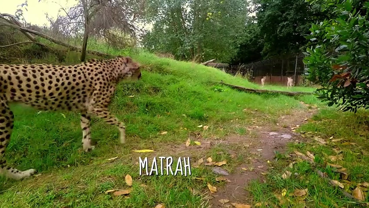 The Secret Life of the Zoo Se7 Ep02 HD Watch video Dailymotion