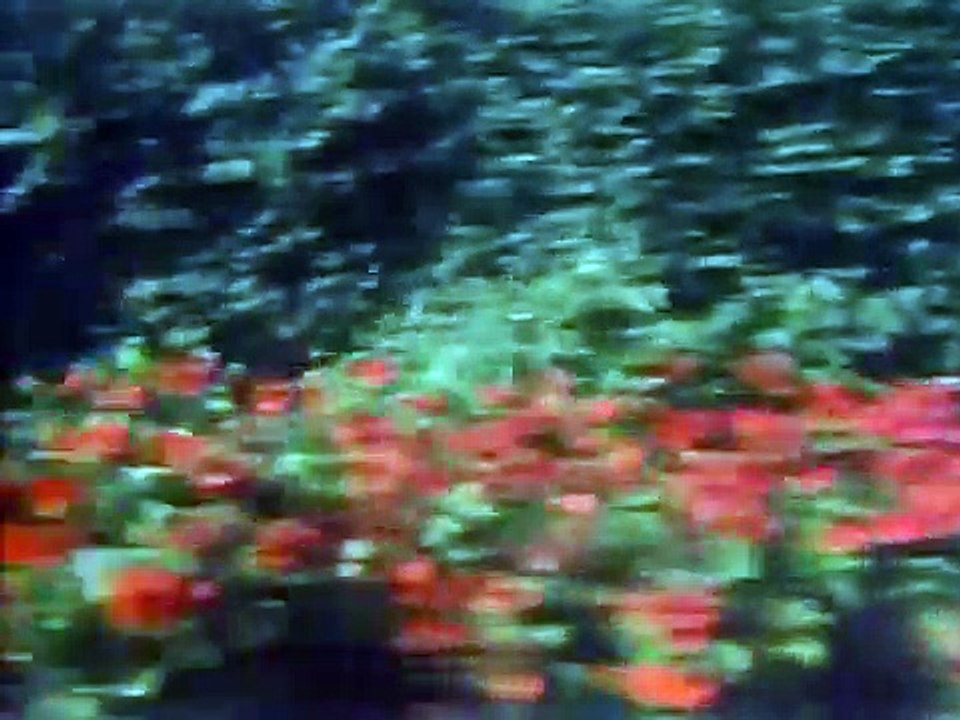 The Littlest Hobo - Se4 - Ep10 HD Watch