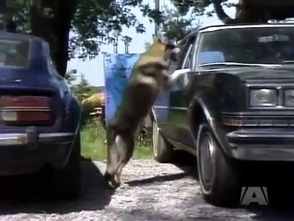 The Littlest Hobo - Se4 - Ep08 HD Watch