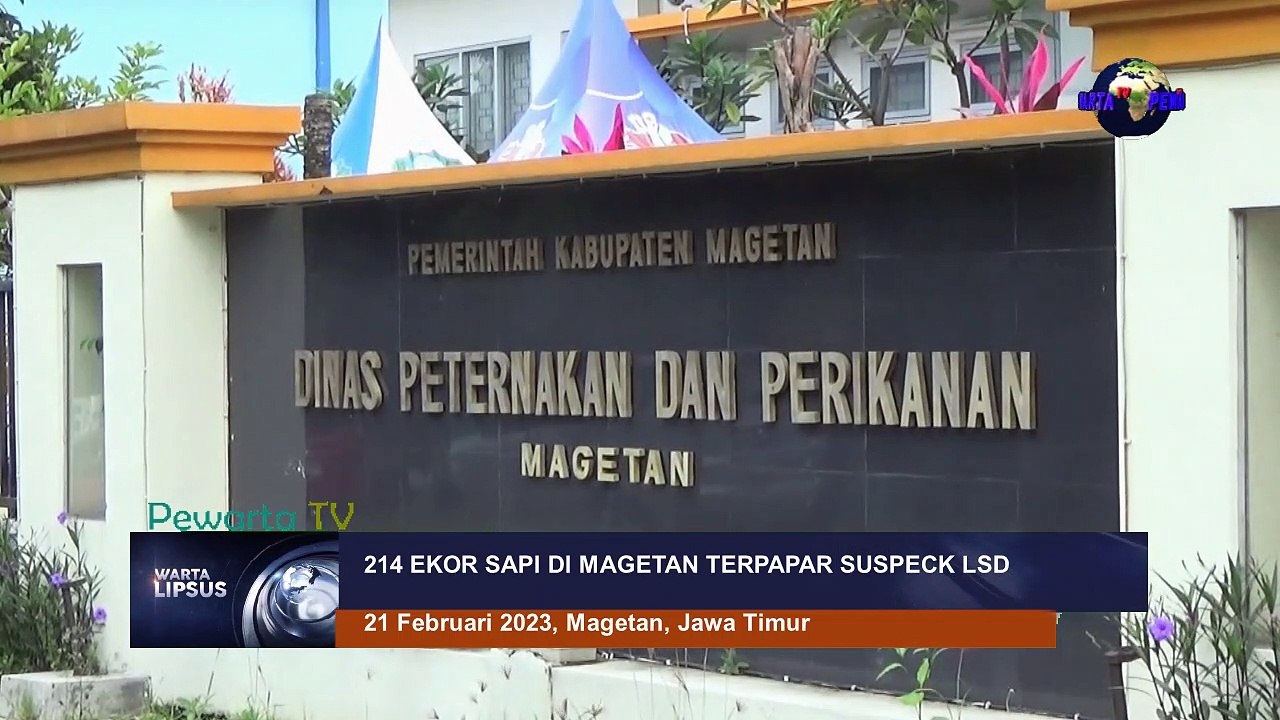 214 Ekor Sapi di Magetan Terpapar Suspeck LSD