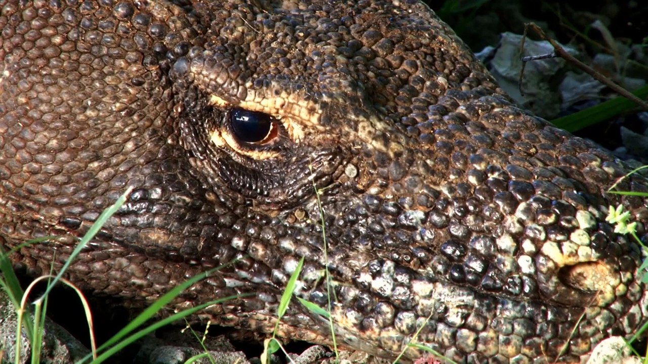 コモドドラゴンは大きな水牛を食べることができますか