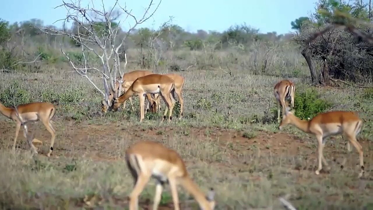 ワニが川に隠れてインパラを狩る