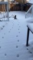 Feline Follows in Friend's Paw Prints