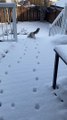 Feline Follows in Friend's Paw Prints