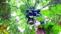 Fruit trees video | Fruits on Trees  | Farm fresh Fruits