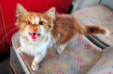DEPREMZEDE KEDİLER, YUVAYA DÖNÜŞTÜRÜLEN ESKİ HALK OTOBÜSÜNDE KORUMAYA ALINDI