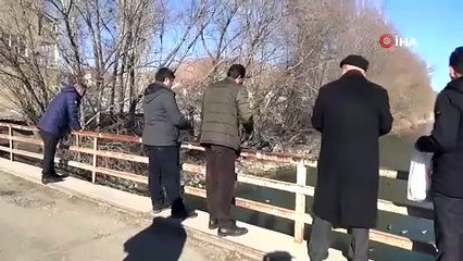 Yeşilbaşlı gövel ördekler Çoruh Nehrini renklendiriyor