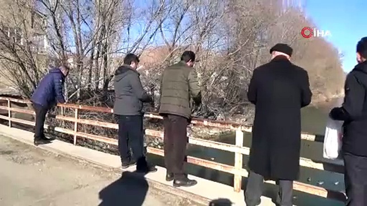 Yeşilbaşlı gövel ördekler Çoruh Nehrini renklendiriyor