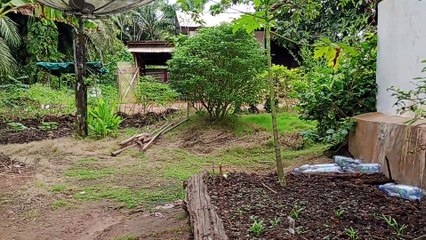 Review Halaman Perumahan Kebun Sawit #dailyanakkebun