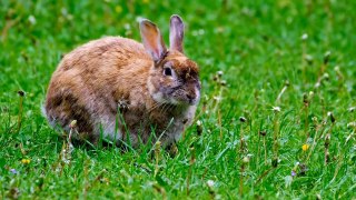 UNIQUE FACTS ABOUT RABBITS