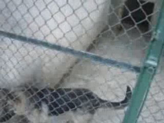 Kontes - German Shepherd Dog 1