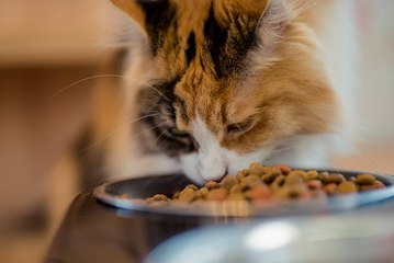 Los Veterinarios Dicen Que Ésta Es La Mejor Dieta Para Gatos