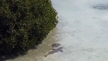 Large Lemon Shark attacking the Stingray