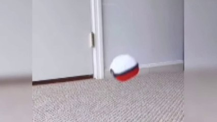 Baby Dogs - Cute And Funny Dog Video #funnydog #funnyanimal #chhotuawasthi