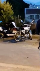 Kuşadası'nı domuzlar bastı