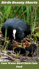 Coot Water Bird Chick cute Feed|#Coot Bird video|Bird video